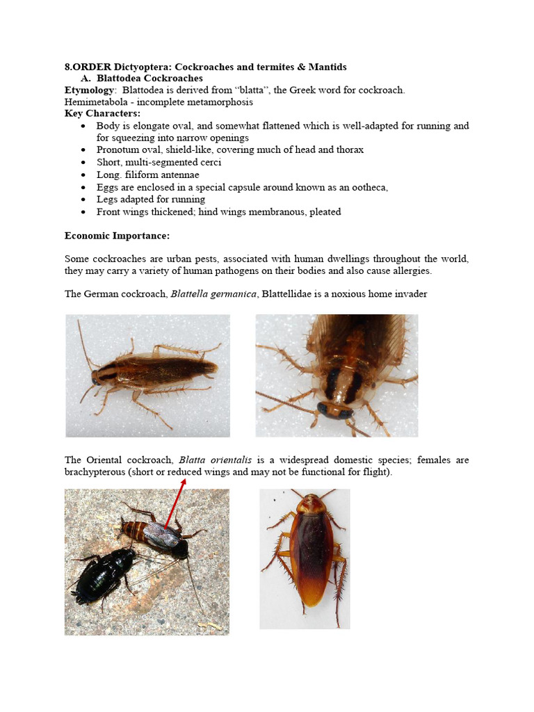 Cockroach Overview: Order Dictyoptera | PDF | Insects | Mimicry