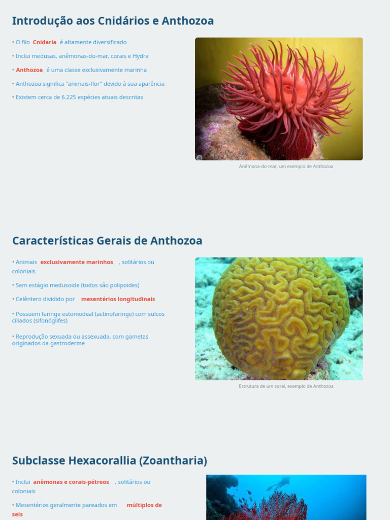 Introdução aos Cnidários e Anthozoa | PDF