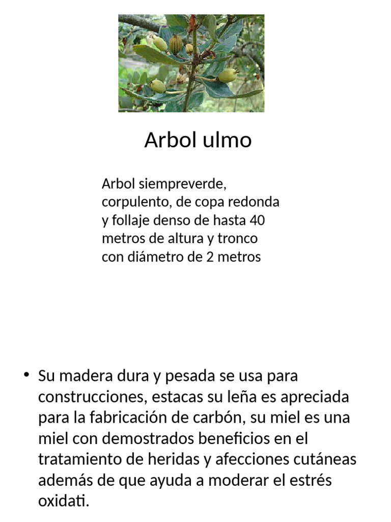 Arbol Ulmo | PDF