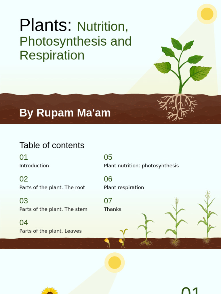 Plant Nutrition and Photosynthesis Guide | PDF | Leaf | Plant Stem
