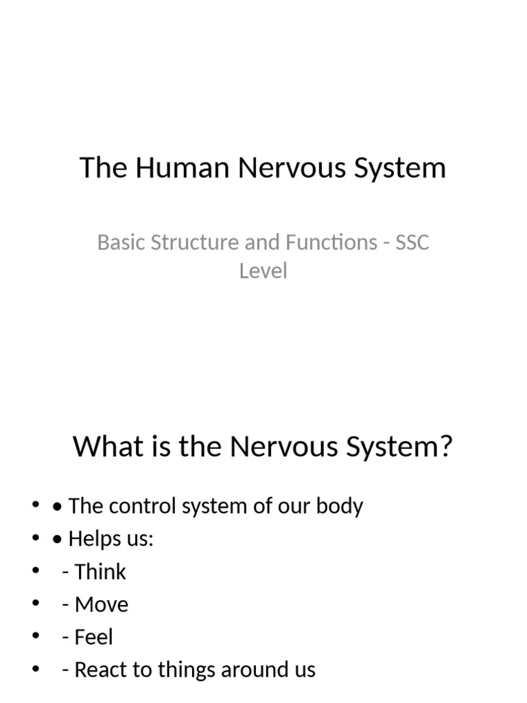 Overview of the Human Nervous System | PDF
