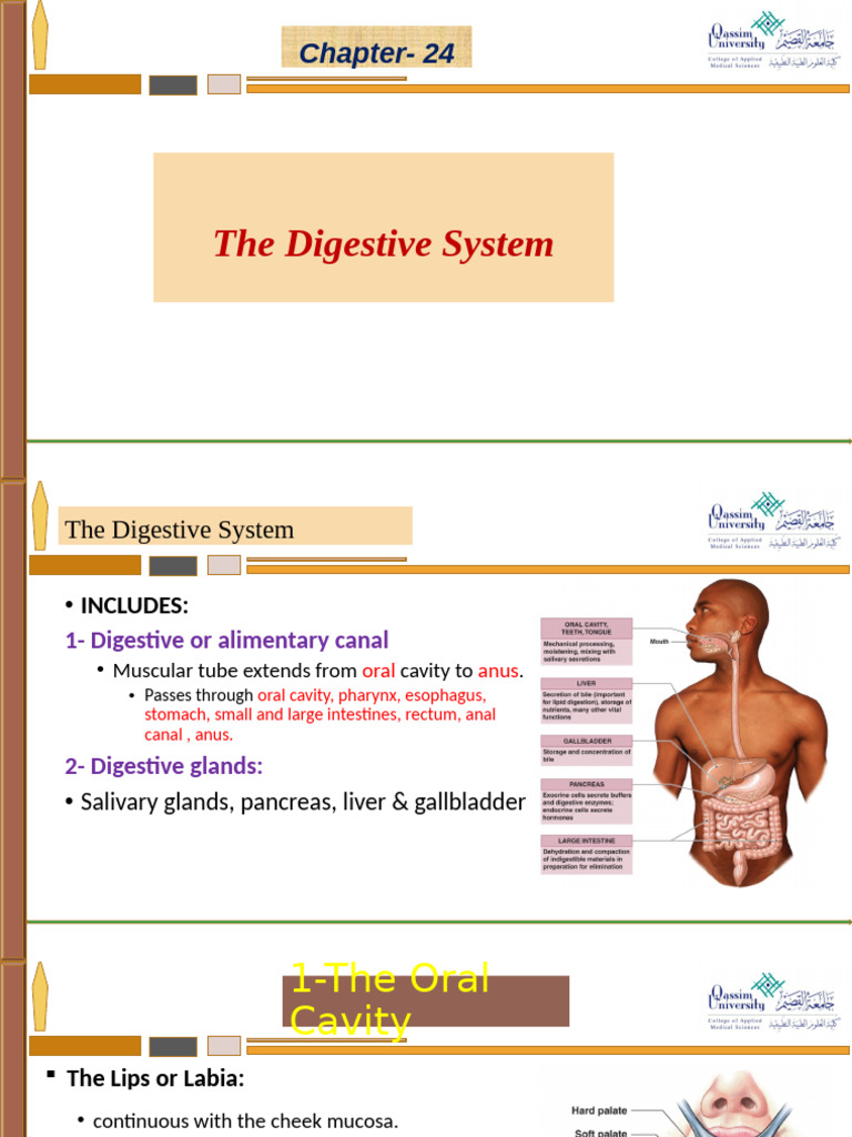 Parts of the Stomach Explained | PDF | Stomach | Human Digestive System