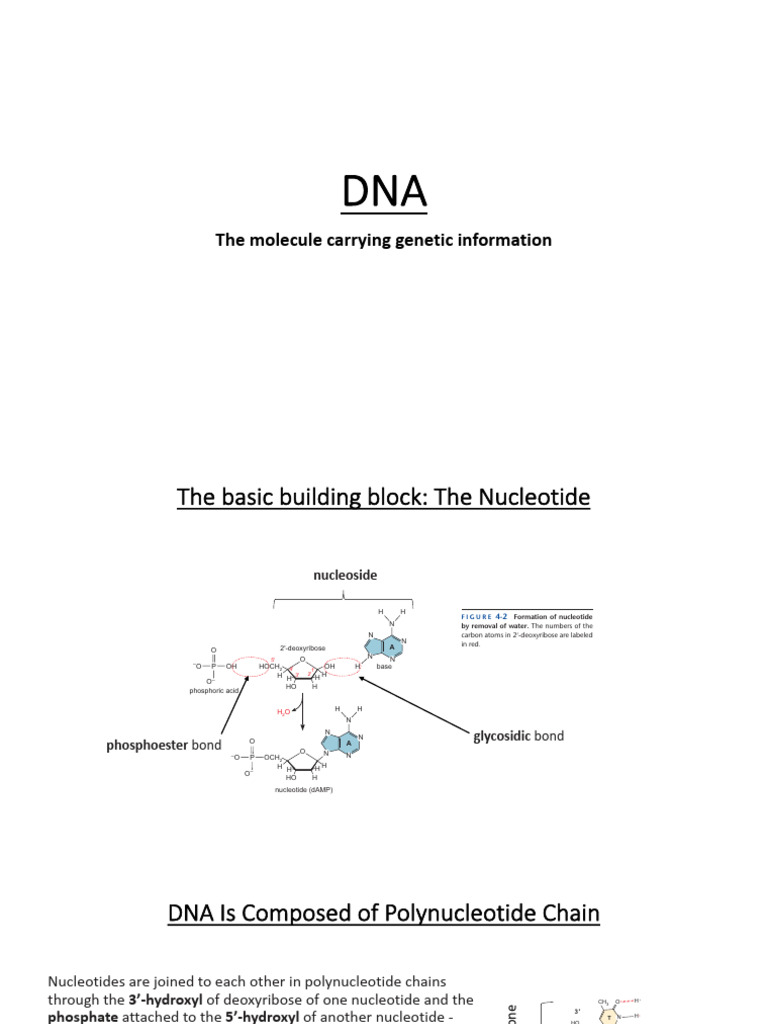 Understanding DNA Structure and Nucleotides | PDF | Nucleotides | Dna