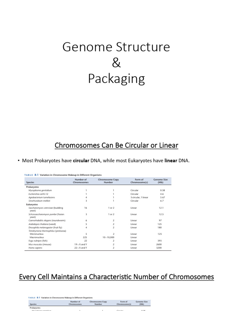 Genome Structure: Circular vs Linear Chromosomes | PDF | Histone | Gene