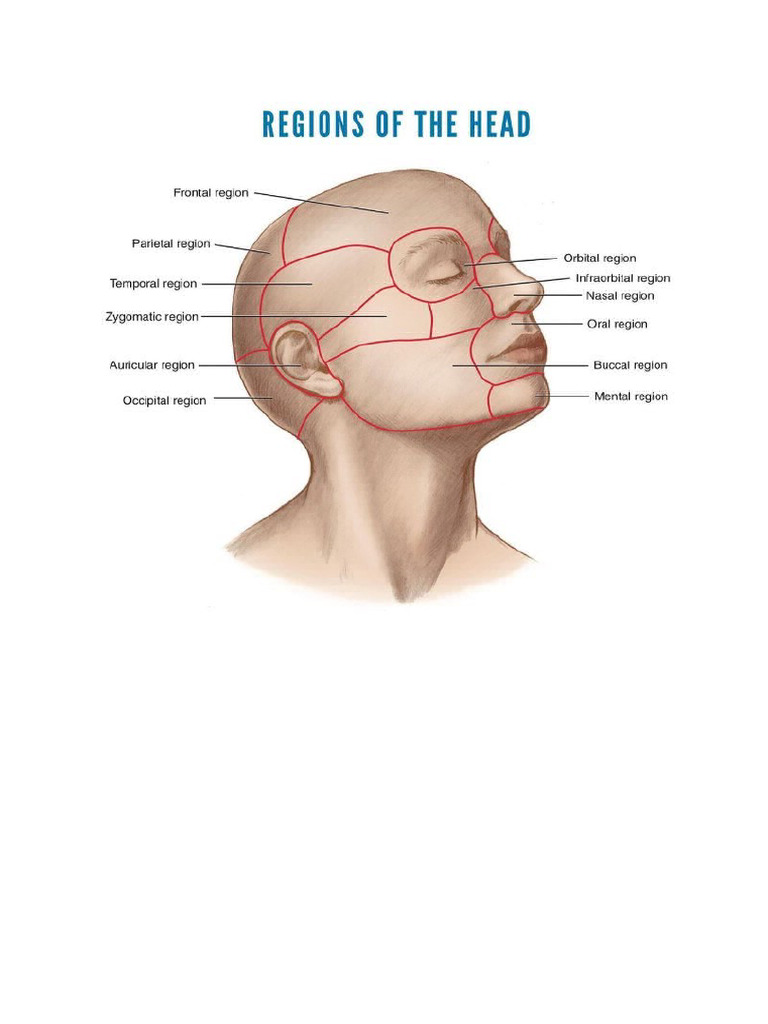 ? Head Regions | PDF