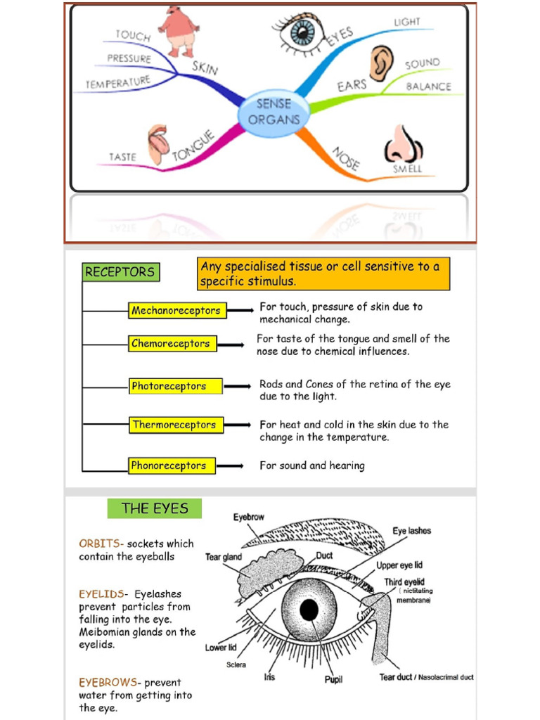 Sense Organs | PDF
