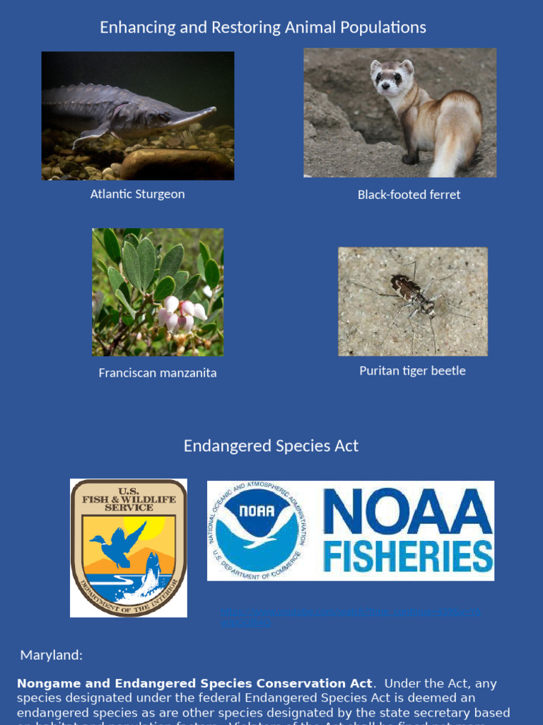 Restoring Animal Populations | PDF | Endangered Species | Endangered ...