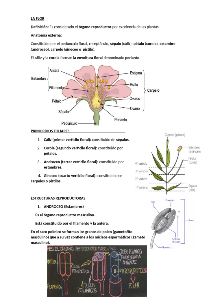 Estructura y Función de la Flor | PDF | Flores | Reproducción