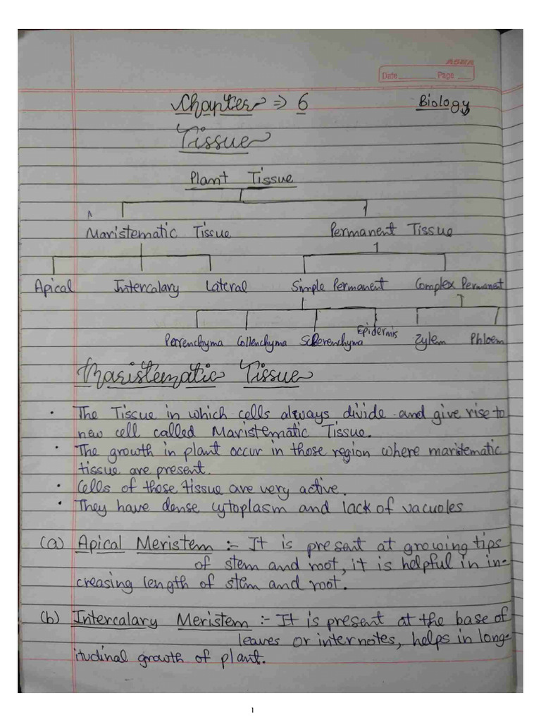 Class 9th Tissues | PDF