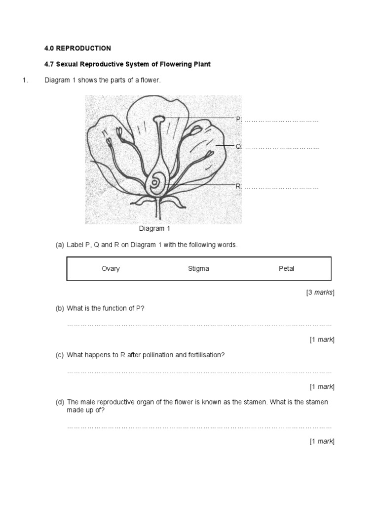 Exercise 4.7 Flowers Reproductive System