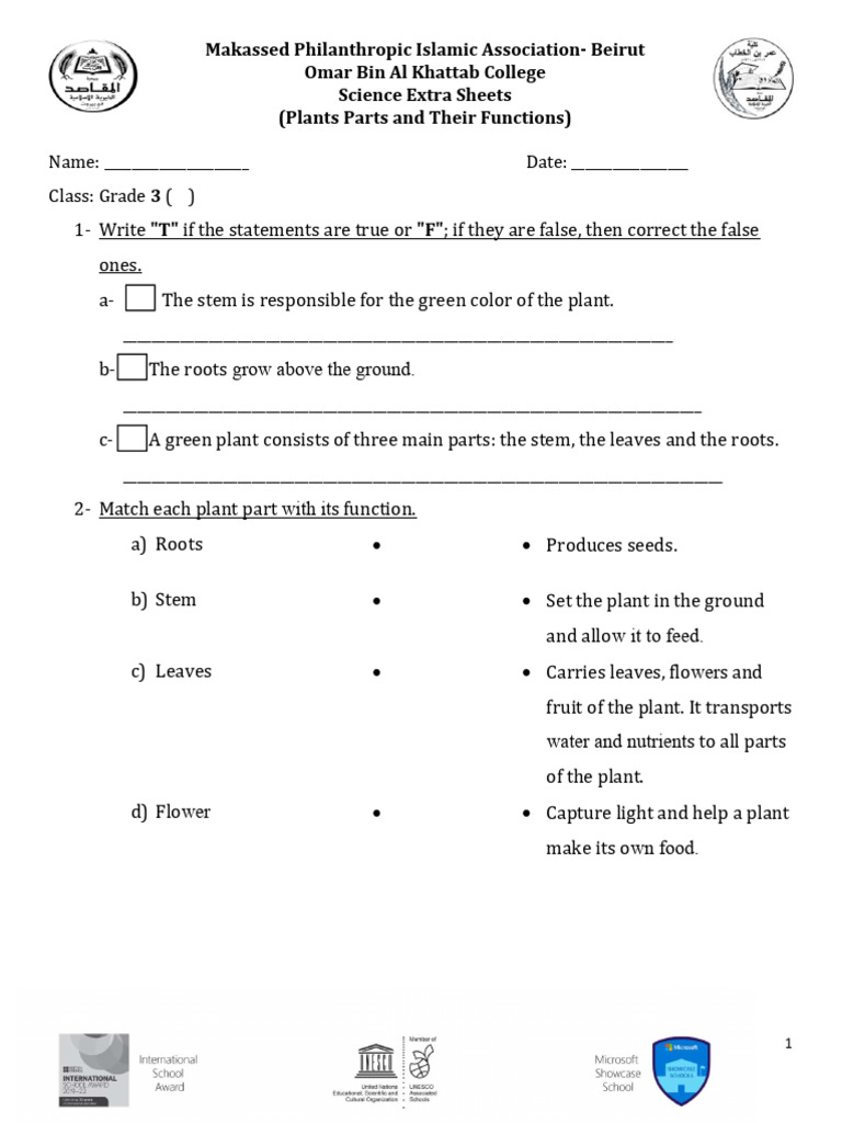 Grade 3 Plant Parts and Functions Worksheet | PDF | Plants | Root