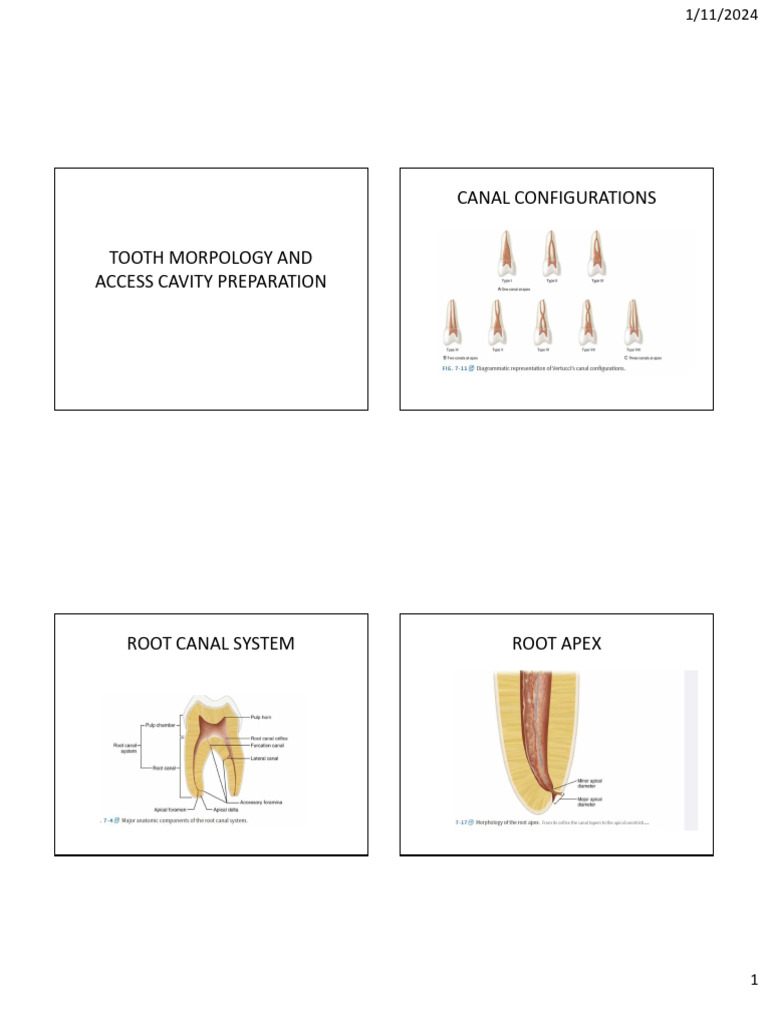 Tooth Morphology & Access Preparation Guide | PDF | Dental Anatomy | Tooth
