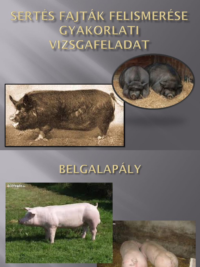 Sertés Fajták Felismerése | PDF