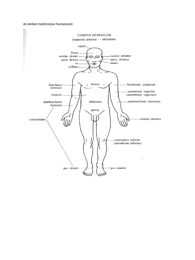 Az Emberi Test Részei, Síkok És Irányok | PDF