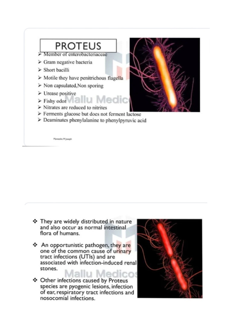Proteus | PDF