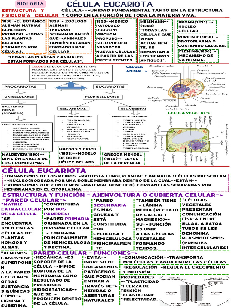 Estructura y Función de la Célula Eucariota | PDF | Citoplasma ...