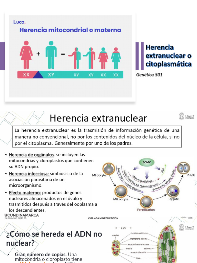 Herencia Extranuclear en Genética | PDF | Adn mitocondrial | Gene
