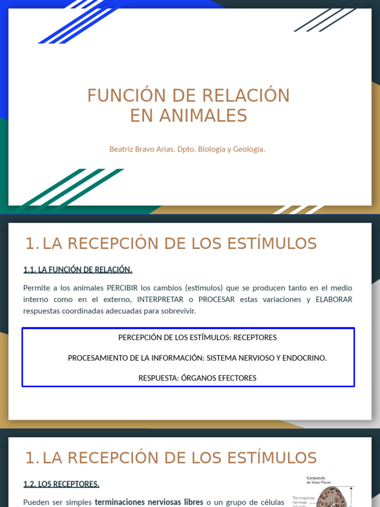 Función de Relación en Animales | PDF | Sistema nervioso | Sinapsis