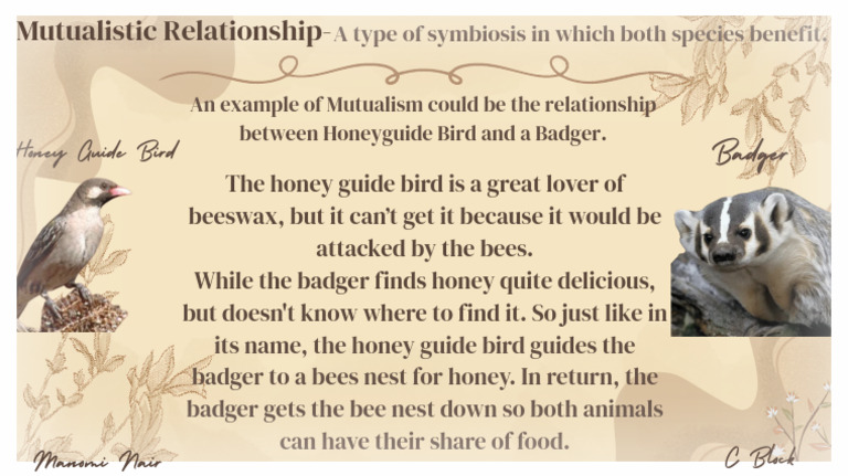 Honeyguide Bird and Badger Mutualism | PDF