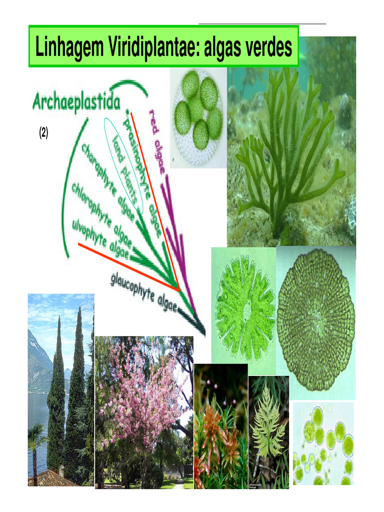 Resumo sobre Algas Verdes | PDF | Biologia | Eucariotas