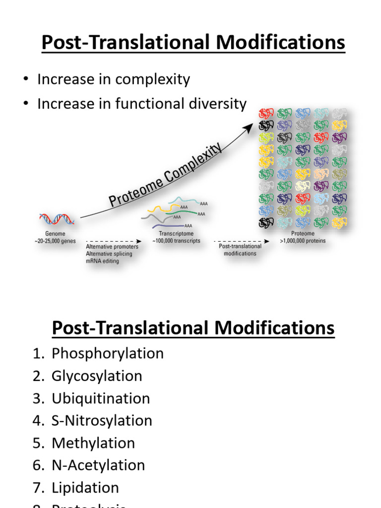 Post Translational Modifications | PDF | Ubiquitin | Proteolysis