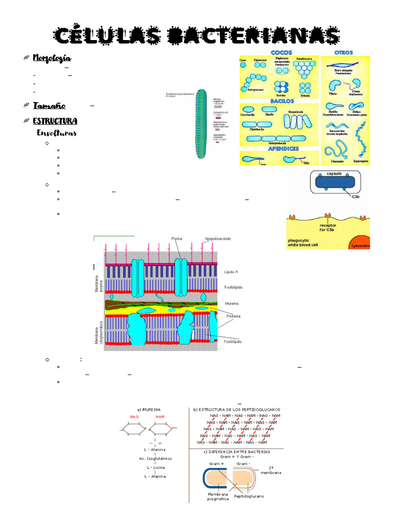 Células Bacterianas | PDF | Las bacterias | Membrana celular
