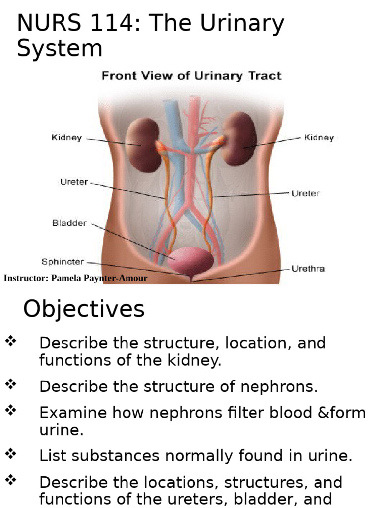 NURS 114 - The Urinary System Part B | PDF | Urination | Kidney