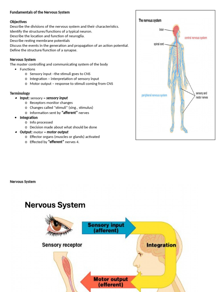 Nervous System Basics and Functions | PDF | Action Potential | Chemical ...