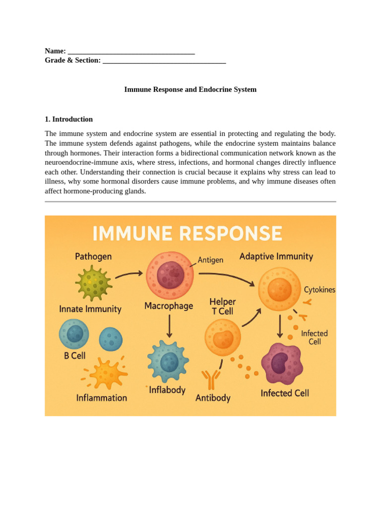 Immune and Endocrine System Interactions | PDF | Immune System ...