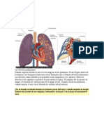 Alveolos Pulmonares