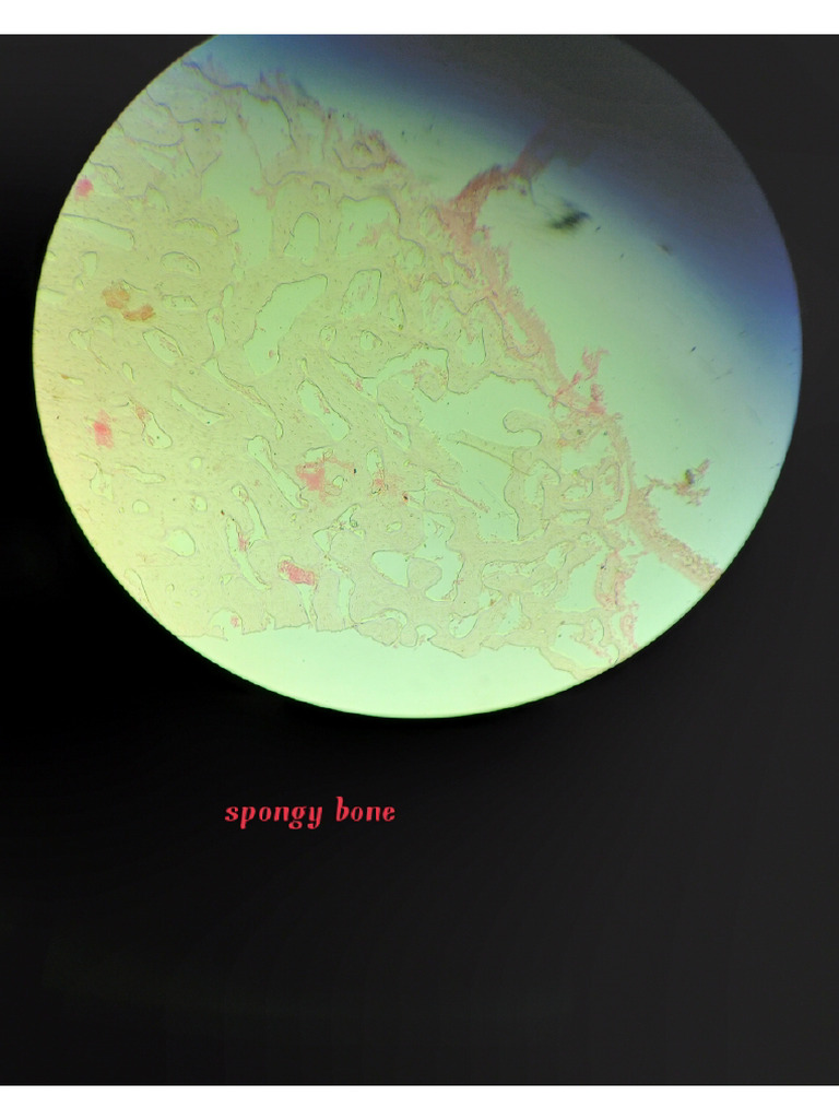 Histology Slides | PDF
