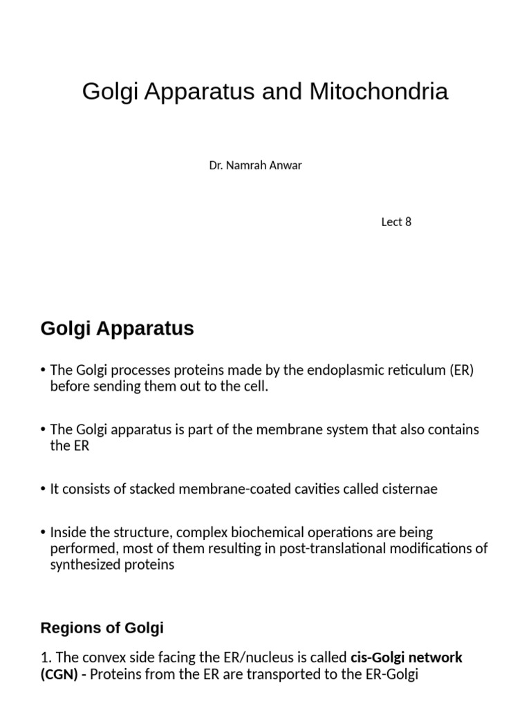Lect 9 Golgi Apparatus and Mitochondria | PDF | Mitochondrion | Secretion