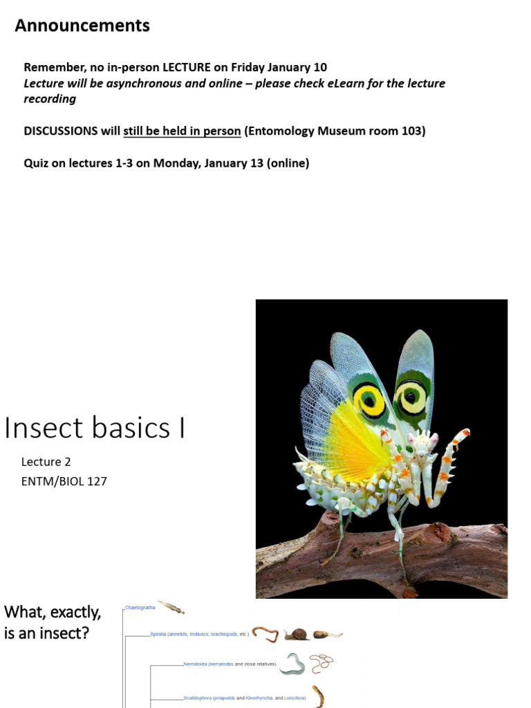 Insect Biology: Key Characteristics and Evolution | PDF | Insects ...