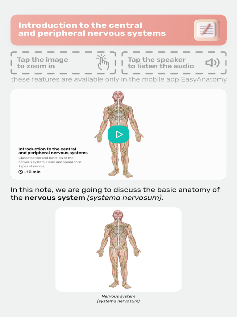 Nervous System Anatomy Overview | PDF | Brainstem | Nervous System