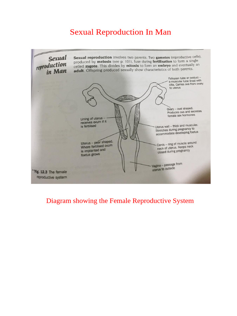 Biology Sexual Reproduction in Man | PDF | Menstrual Cycle ...