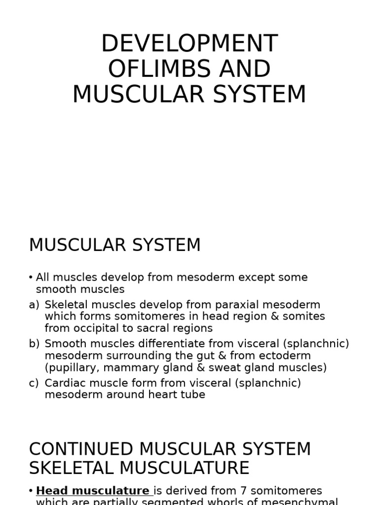 Limb and Muscle Development Overview | PDF | Skeletal Muscle ...