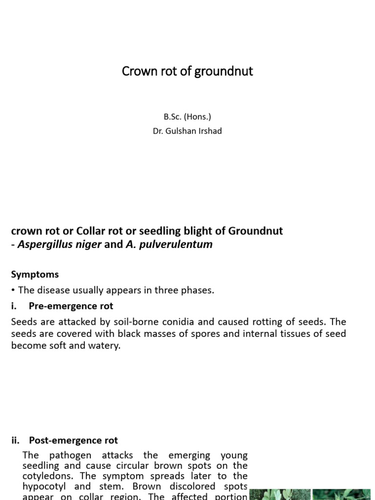 Crown Rot of Groundnut | PDF