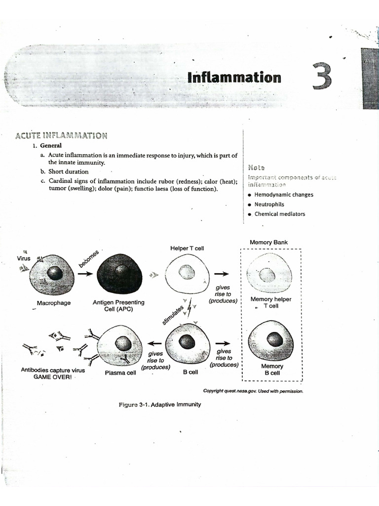 Inflammation | PDF