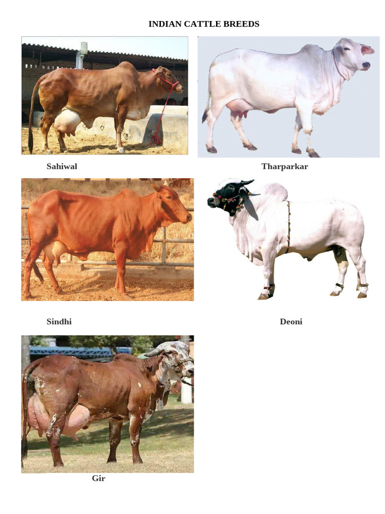 Indian and Global Cattle Breeds | PDF
