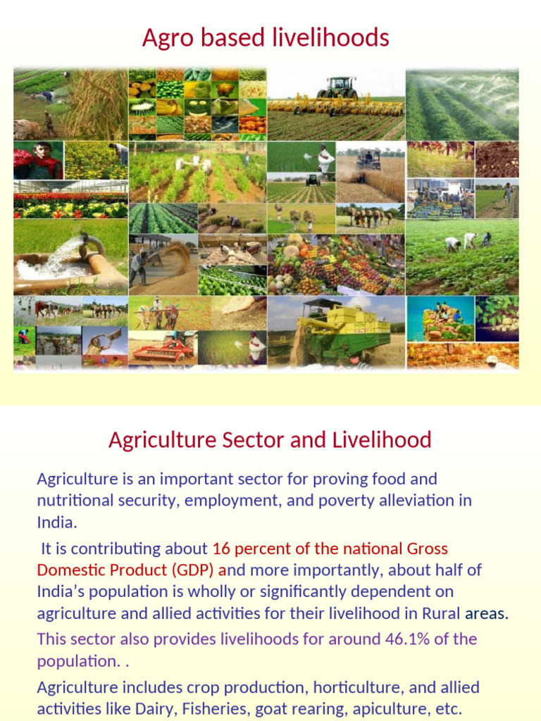 Importance of Agriculture in India | PDF | Agriculture | Plough