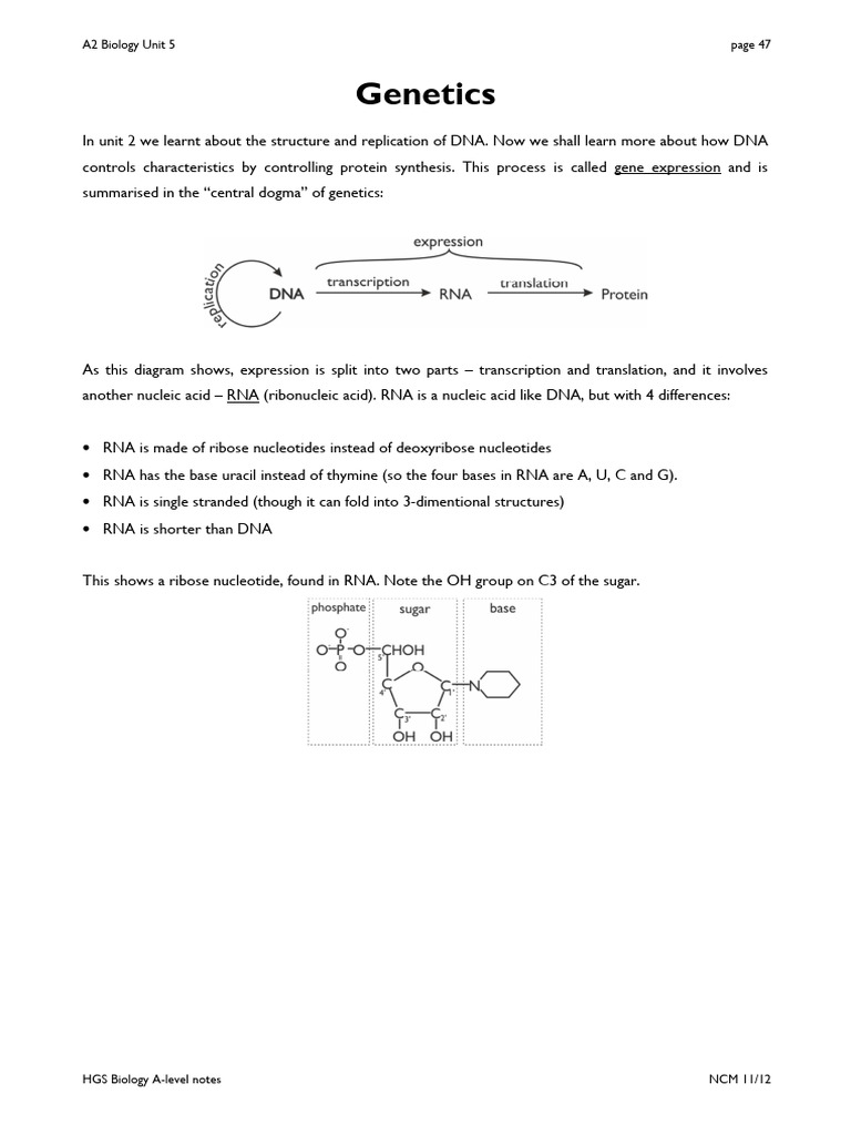 Protein Synthesis | PDF | Rna | Messenger Rna