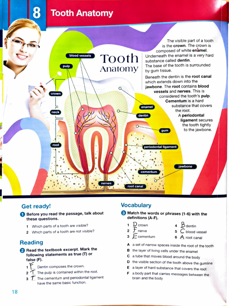 Tooth Anatomy Overview and Functions | PDF | Tooth Enamel | Dentin