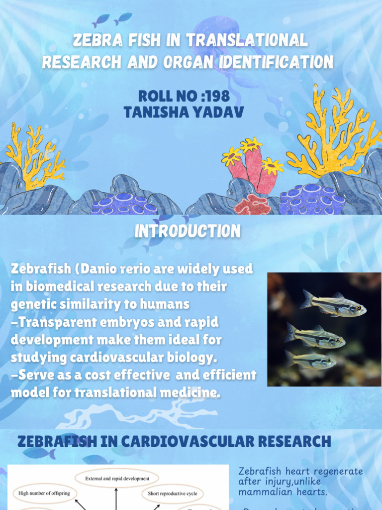 Zebrafish in Cardiovascular Research | PDF
