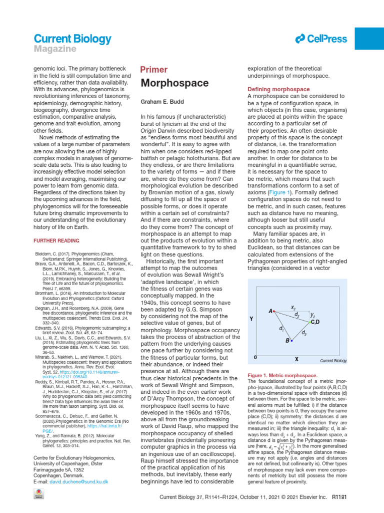 Defining Morphospace in Evolutionary Biology | PDF | Euclidean Space ...
