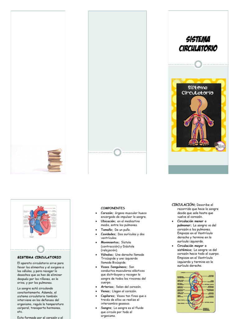 Sistema Circulatorio para Niños | PDF | Sistema circulatorio | Corazón