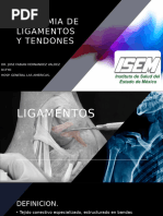 Estructura y Composición del Tendón | PDF | Tendón | Anatomía
