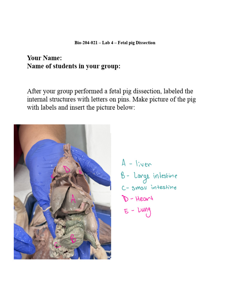 Fetal Pig Dissection Lab Guide | PDF