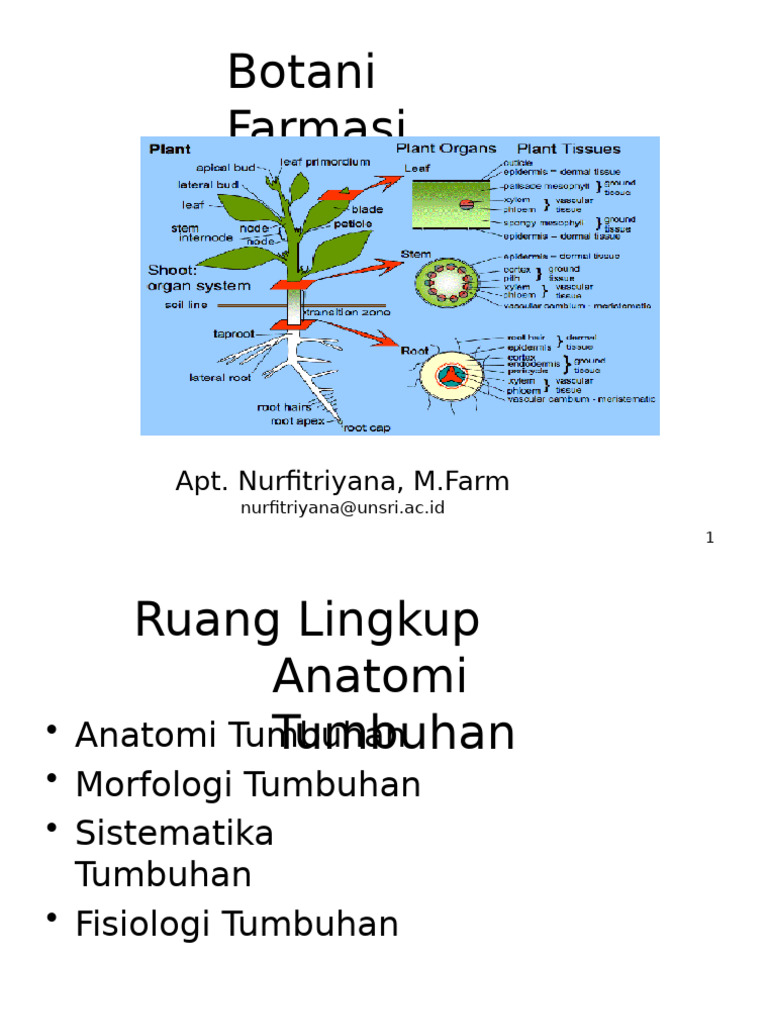 P1 - Anatomi Tumbuhan | PDF