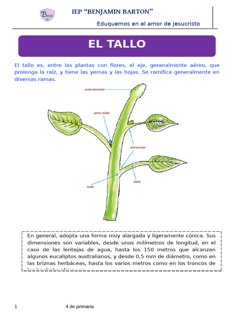 El Tallo | PDF | Tallo de la planta | Ramas de la botánica