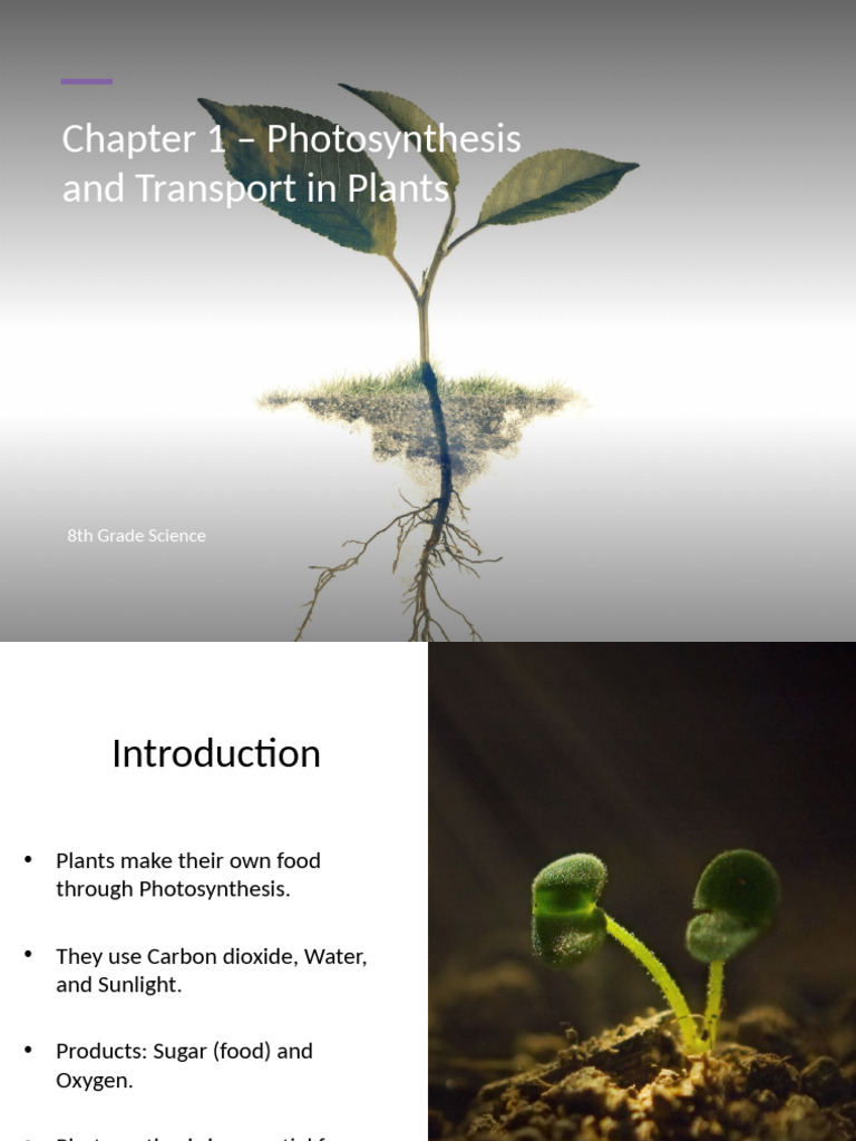 Photosynthesis in Plants Explained | PDF | Photosynthesis | Leaf